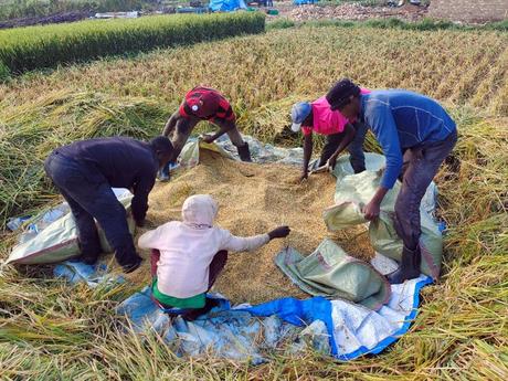 Le riz pérenne comporte des gènes de riz sauvage africain et réduit de moitié le coût de production