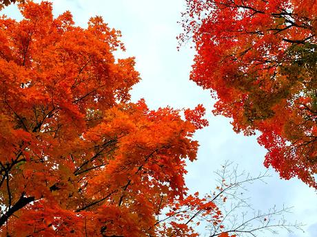 Galette de sarrasin au pesto, pommes de terres, saucisse et oeuf végétal Galette de sarrasin au pesto, pommes de terres, saucisse et oeuf végétal