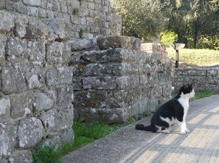 Les chats de Toscane-Ombrie