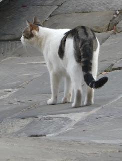Les chats de Toscane-Ombrie