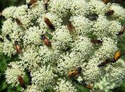 Libanotis (séséli libanotis)