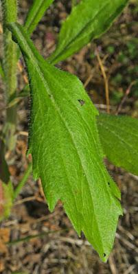 Sténactis à larges feuilles (Erigeron annuus subsp. annuus)