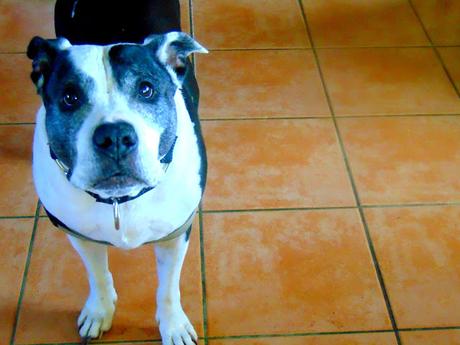 Steak de pleurotes et frites