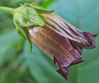 Belladone (Atropa belladonna)