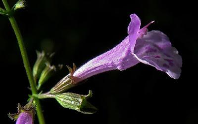 Calament officinal (Clinopodium nepeta subsp. sylvaticum )