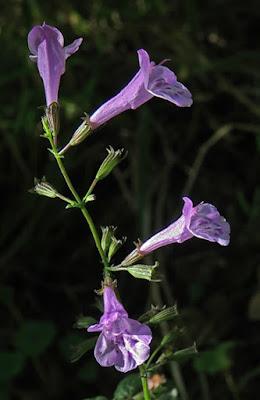 Calament officinal (Clinopodium nepeta subsp. sylvaticum )