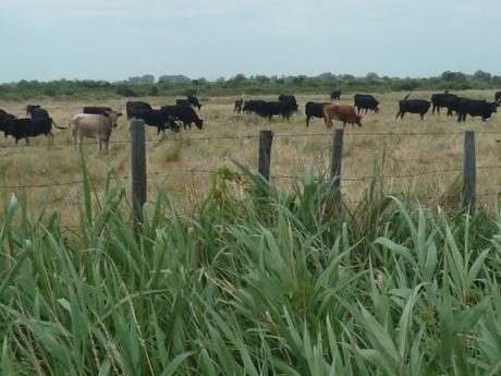 NE SAVOIR OU DONNER DE LA TETE citations,expressions,culture,monde,métaphore,taureau,boeuf