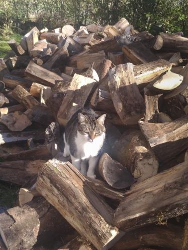 bois de chauffage,carnet,blog littéraire de christian cottet-emard,rangement,christian cottet-emard,campagne,travail,poème,bois