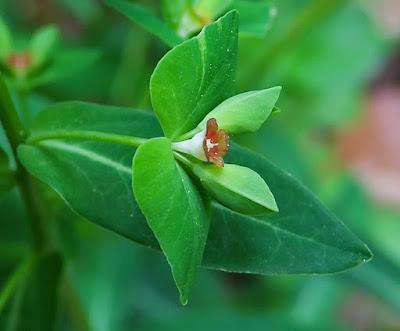 Euphorbe douce (Euphorbia dulcis)