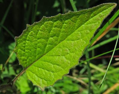 Lampsane commune (Lapsana communis)