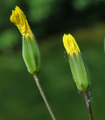 Lampsane commune (Lapsana communis)