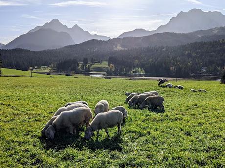 Buckelwiesen Mittenwald 30.10.2022 — 25 Bilder / Prairies bosselées à Mittenwald — 25 photos