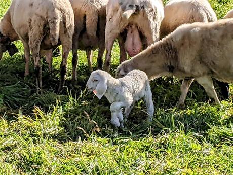 Buckelwiesen Mittenwald 30.10.2022 — 25 Bilder / Prairies bosselées à Mittenwald — 25 photos