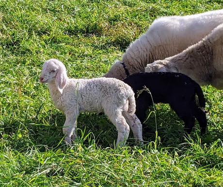 Buckelwiesen Mittenwald 30.10.2022 — 25 Bilder / Prairies bosselées à Mittenwald — 25 photos