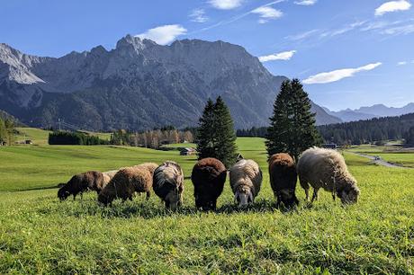 Buckelwiesen Mittenwald 30.10.2022 — 25 Bilder / Prairies bosselées à Mittenwald — 25 photos
