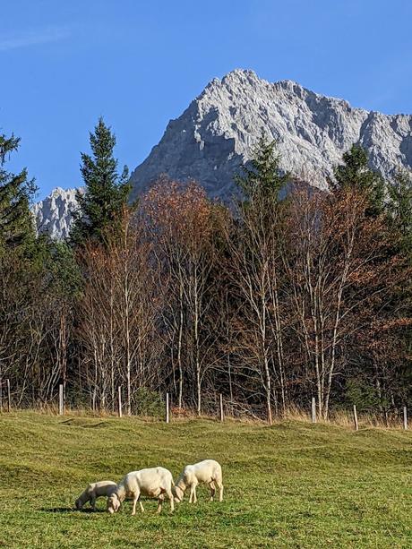 Buckelwiesen Mittenwald 30.10.2022 — 25 Bilder / Prairies bosselées à Mittenwald — 25 photos