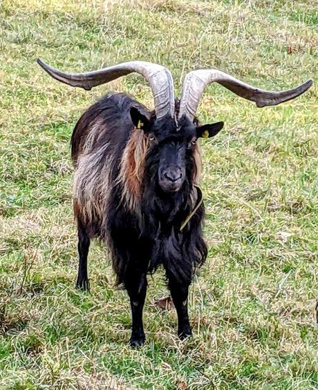 Buckelwiesen Mittenwald 30.10.2022 — 25 Bilder / Prairies bosselées à Mittenwald — 25 photos