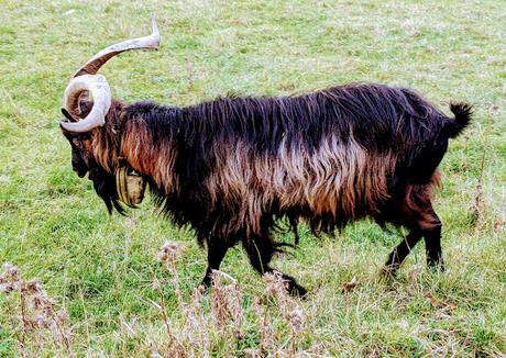 Buckelwiesen Mittenwald 30.10.2022 — 25 Bilder / Prairies bosselées à Mittenwald — 25 photos