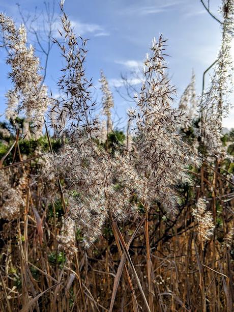 Buckelwiesen Mittenwald 30.10.2022 — 25 Bilder / Prairies bosselées à Mittenwald — 25 photos