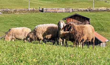 Buckelwiesen Mittenwald 30.10.2022 — 25 Bilder / Prairies bosselées à Mittenwald — 25 photos