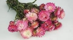 toussaint,fêtes chrétiennes,orgue,messe de la toussaint,gaston litaize,compositeur,blog littéraire de christian cottet-emard,musique