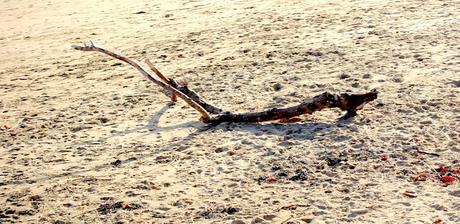 sur le jardin, sur le rivage