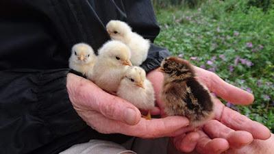 Clichés ! Clichés !