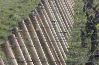 Dégustation des 2021 au domaine Chicotot (Nuits Saint Georges, 21)