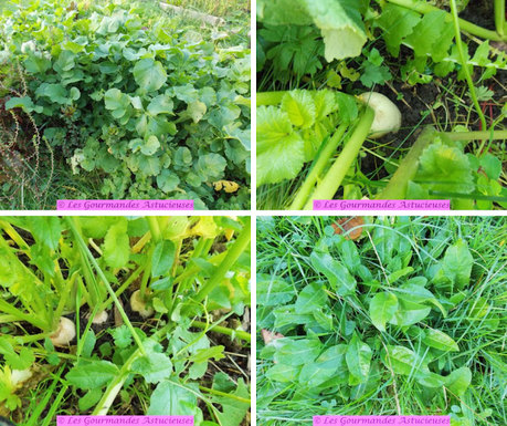 Ravioles de radis d'hiver en chaud-froid (Vegan) Ravioles de radis d'hiver en chaud-froid (Vegan)