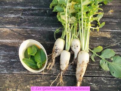 Ravioles de radis d'hiver en chaud-froid (Vegan) Ravioles de radis d'hiver en chaud-froid (Vegan)