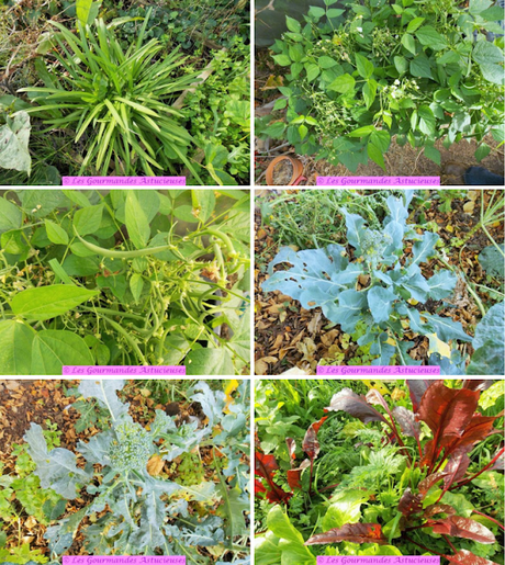 Sarrasinzotto aux pois chiches et poêlée de légumes (Vegan)