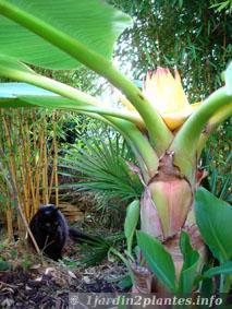 Une plante d'ornement: le bananier nain chinois.