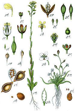 250px-Brassicaceae_spp_Sturm30.jpg