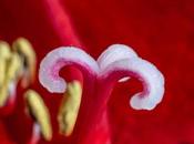 Amaryllis, fleur généreuse