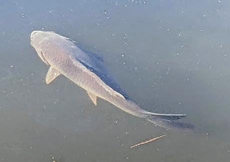 Automne lumineux au jardin botanique de Munich — 40 Bilder / 40 photos — Leuchtender Herbst im Botanischen Garten München