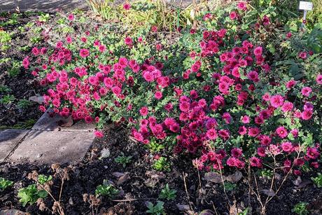 Automne lumineux au jardin botanique de Munich — 40 Bilder / 40 photos — Leuchtender Herbst im Botanischen Garten München