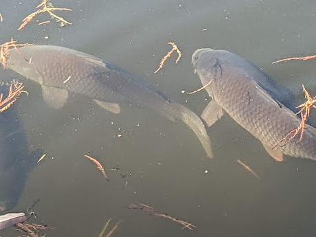 Automne lumineux au jardin botanique de Munich — 40 Bilder / 40 photos — Leuchtender Herbst im Botanischen Garten München