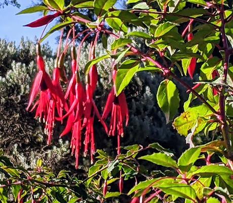 Automne lumineux au jardin botanique de Munich — 40 Bilder / 40 photos — Leuchtender Herbst im Botanischen Garten München
