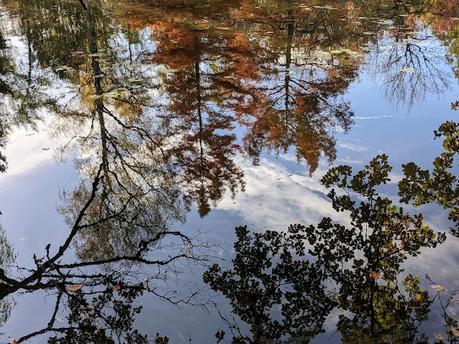 Automne lumineux au jardin botanique de Munich — 40 Bilder / 40 photos — Leuchtender Herbst im Botanischen Garten München