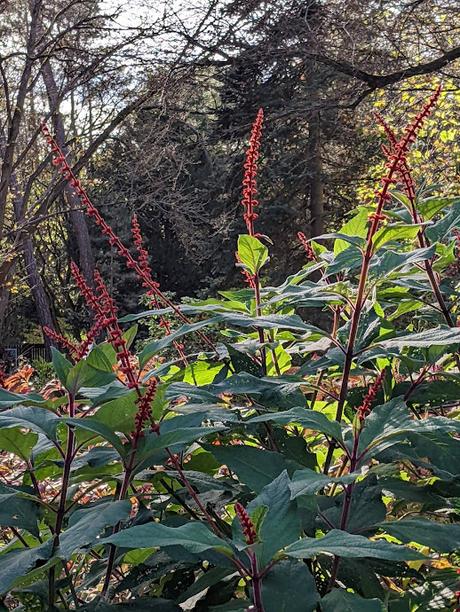 Automne lumineux au jardin botanique de Munich — 40 Bilder / 40 photos — Leuchtender Herbst im Botanischen Garten München