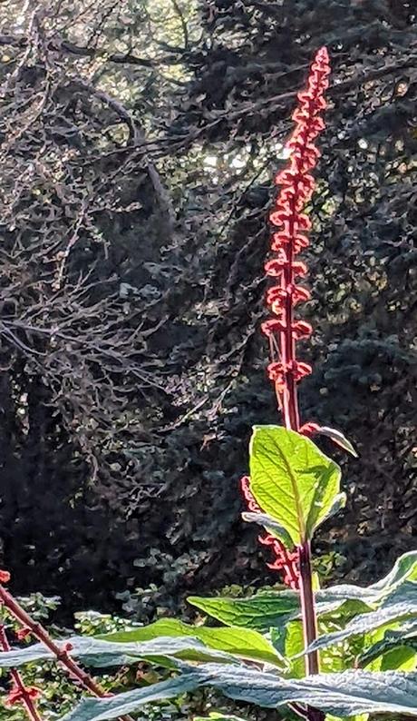 Automne lumineux au jardin botanique de Munich — 40 Bilder / 40 photos — Leuchtender Herbst im Botanischen Garten München