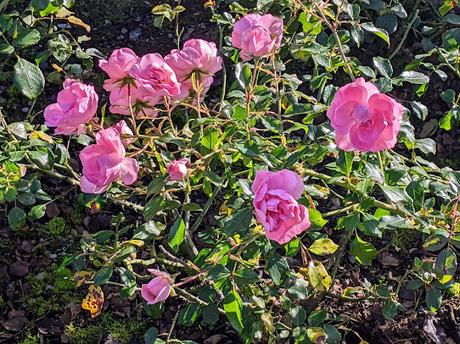 Automne lumineux au jardin botanique de Munich — 40 Bilder / 40 photos — Leuchtender Herbst im Botanischen Garten München