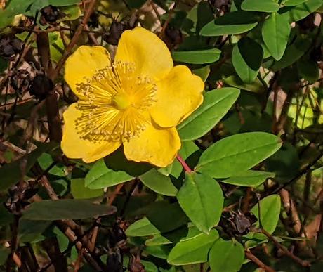 Automne lumineux au jardin botanique de Munich — 40 Bilder / 40 photos — Leuchtender Herbst im Botanischen Garten München