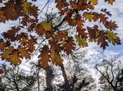Automne lumineux jardin botanique Munich Bilder photos Leuchtender Herbst Botanischen Garten München