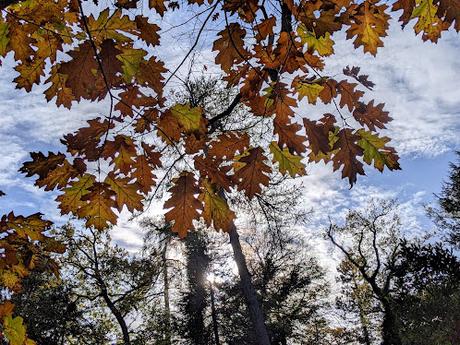 Automne lumineux au jardin botanique de Munich — 40 Bilder / 40 photos — Leuchtender Herbst im Botanischen Garten München
