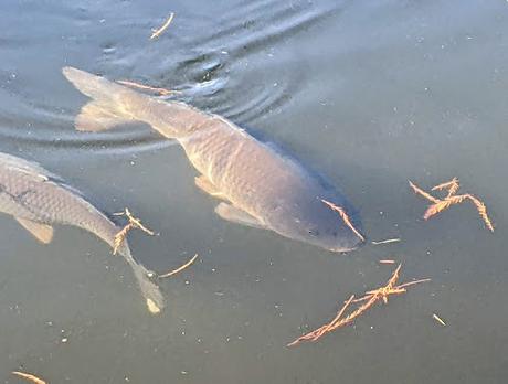 Automne lumineux au jardin botanique de Munich — 40 Bilder / 40 photos — Leuchtender Herbst im Botanischen Garten München