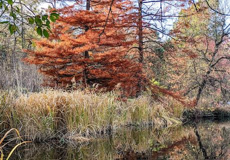 Automne lumineux au jardin botanique de Munich — 40 Bilder / 40 photos — Leuchtender Herbst im Botanischen Garten München