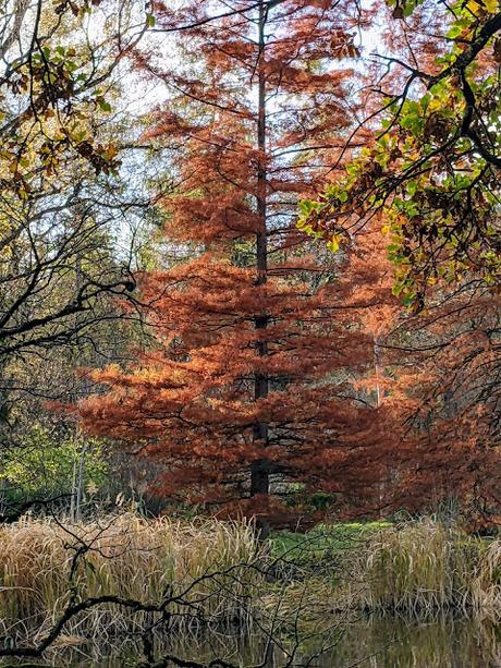 Automne lumineux au jardin botanique de Munich — 40 Bilder / 40 photos — Leuchtender Herbst im Botanischen Garten München