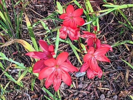 Automne lumineux au jardin botanique de Munich — 40 Bilder / 40 photos — Leuchtender Herbst im Botanischen Garten München
