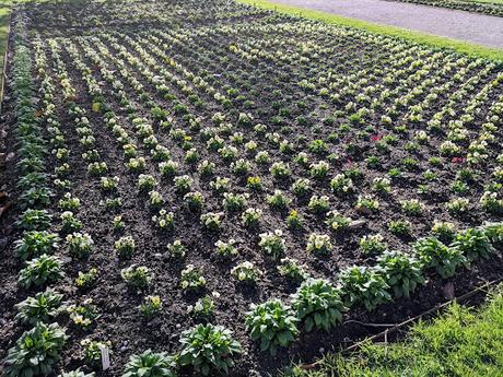 Automne lumineux au jardin botanique de Munich — 40 Bilder / 40 photos — Leuchtender Herbst im Botanischen Garten München